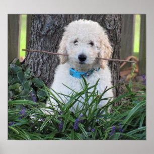 Poster de Cão de Goldendoodododle