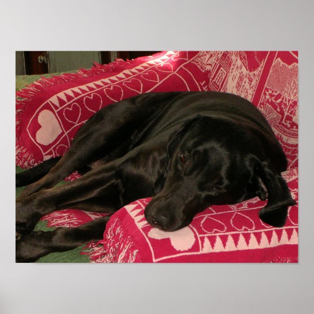 Poster de Cão Sonolento (Frente)