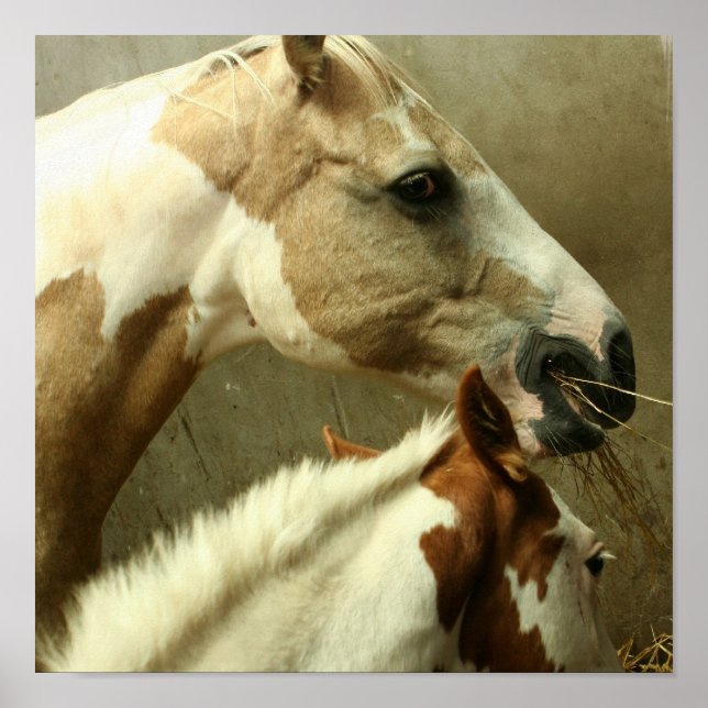 Poster de Cavalo de Eventos de cinza (Frente)