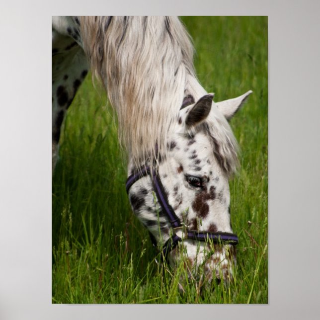 Poster de Cavalo de Leopard Appaloosa (Frente)