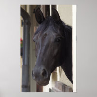 Poster de Cavalo Frísia puro
