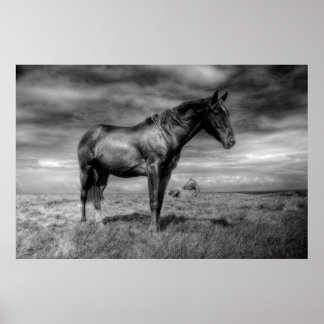 Poster de Cavalo Negro