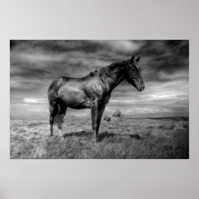 Poster de Cavalo Negro (Frente)