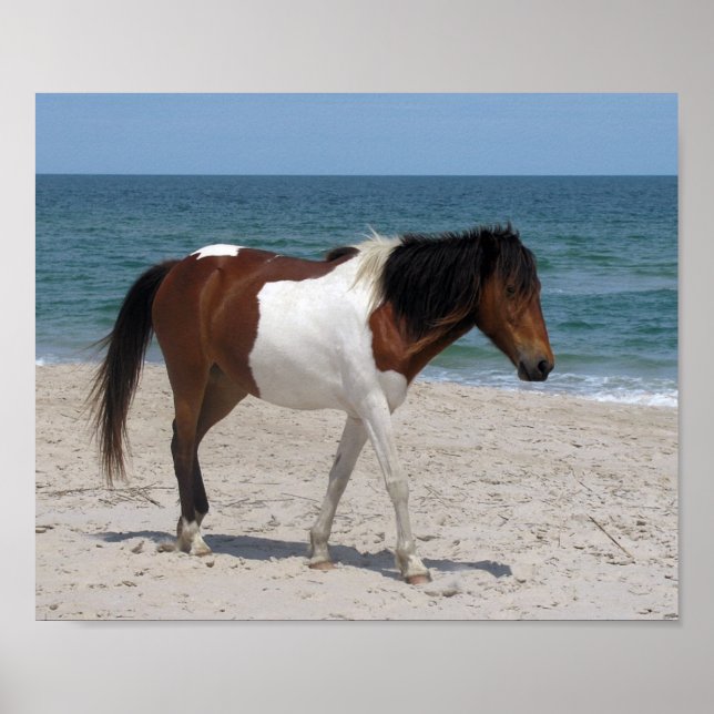 Poster de Cavalo Selvagem (Frente)