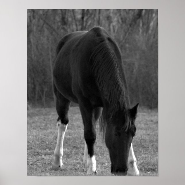 Poster de cavalos (Frente)