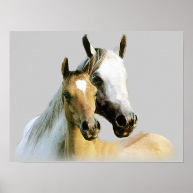 Poster de Cavalos Buddies (Frente)