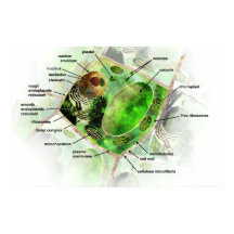 Poster de célula vegetal