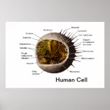 Poster de células humanas