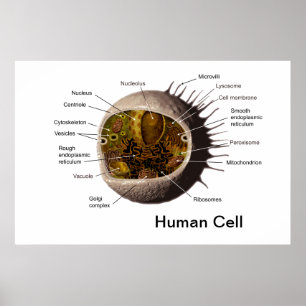 Poster de células humanas