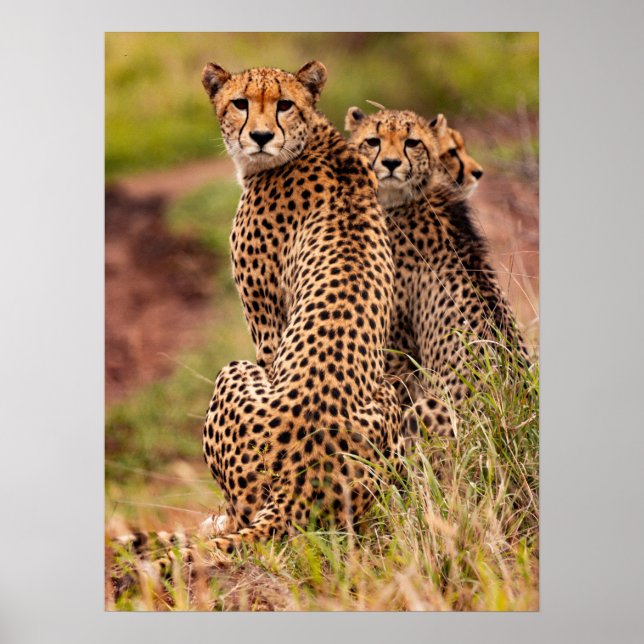 Poster de Cheetah (Frente)