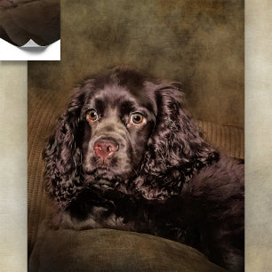 Poster de Chocolate Cocker Spaniel