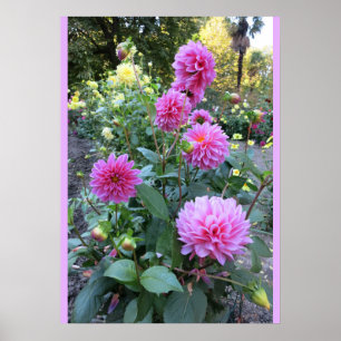 Poster de Chrysanthemums Rosa (Foto)