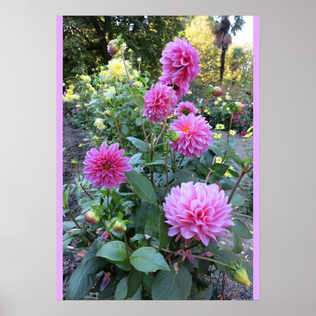 Poster de Chrysanthemums Rosa (Foto) (Frente)