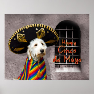 Poster de Cinco de Mayo - cão no Sombrero - humor
