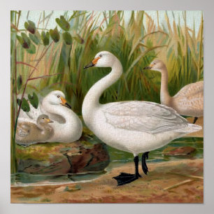 Póster De "cisne Bewick "