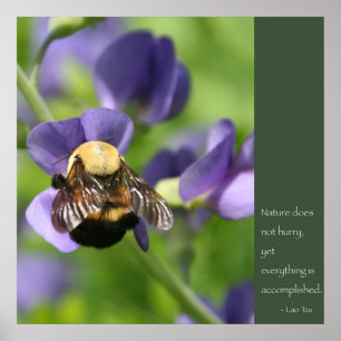 Poster de citação de Lao Tzu