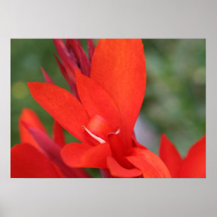Poster de Closeup da Canna Vermelha