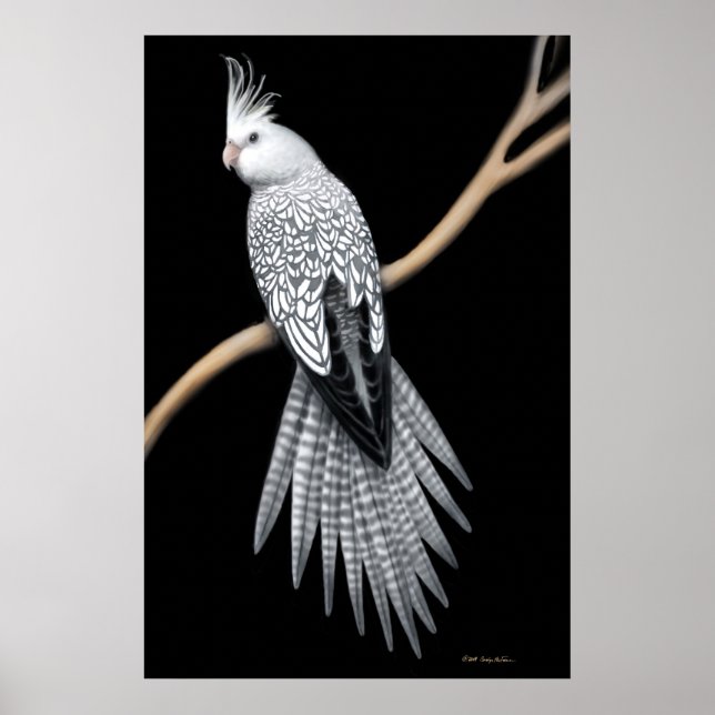 Poster de Cockatiel com pérolas brancas (Frente)