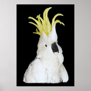 Poster de Cockatoo 24x36"