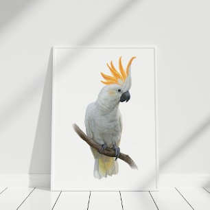 Poster de Cockatoo desenhado pela mão branca