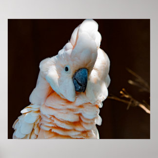 Poster de Cockatoo Moluco