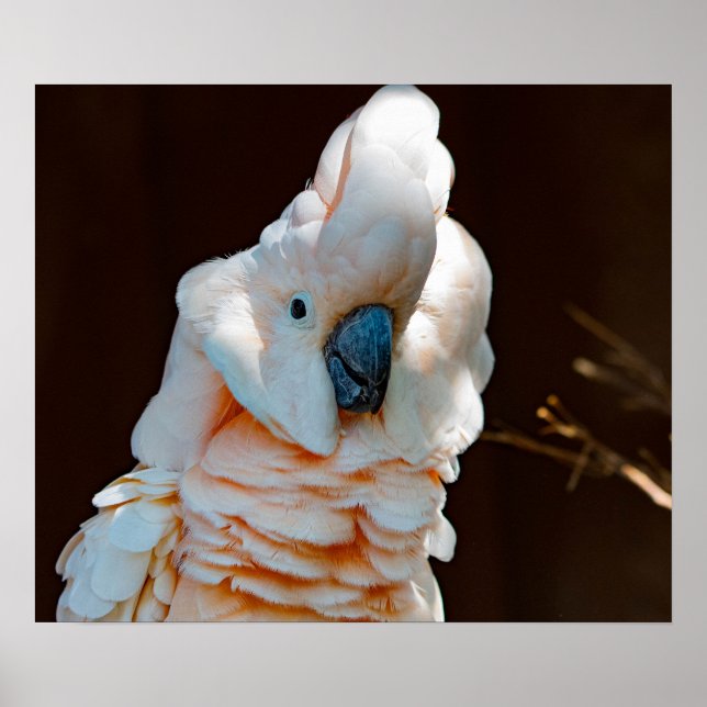 Poster de Cockatoo Moluco (Frente)
