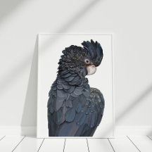 Poster de Cockatoo Negro de Altura Vermelha Austra