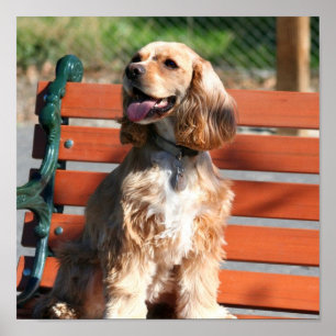 Poster de cocker spaniel