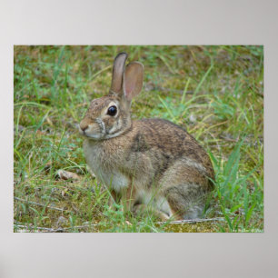 Poster de Coelho Selvagem de Cottontail II Orienta