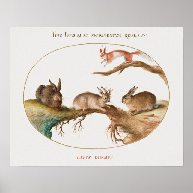 Poster de Coelhos Cujos (Frente)