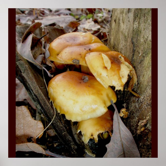 Poster de Cogumelos de Colônia Laranja (Frente)