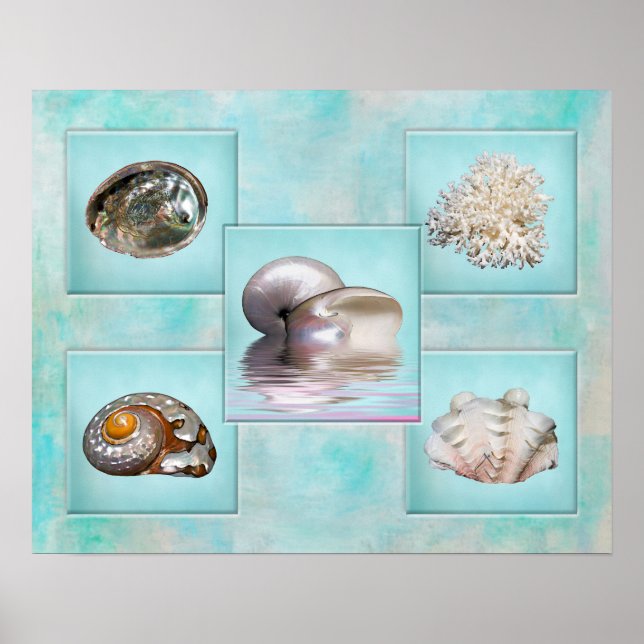 Poster de Colagem de Conchas - Fundo Aqua (Frente)