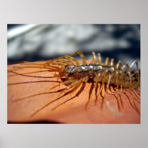 Poster de Coleoptrata do Scutigera