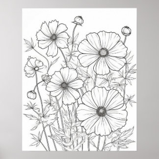 Poster de Coloração das Flores do Cosmos para Adul
