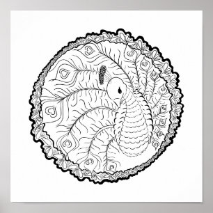 Poster de Coloração de Adultos de Peacock