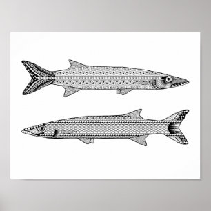 Poster de Coloração de Peixes Barracuda