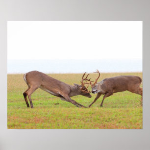 Poster de combate dos cervos