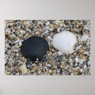 Poster de conchas de mar preto e branco