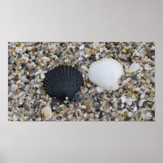 Poster de conchas de mar preto e branco