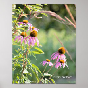 Poster de Coneflower Roxo