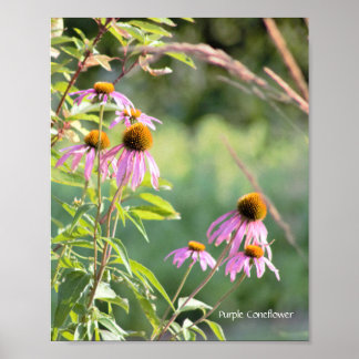 Poster de Coneflower Roxo