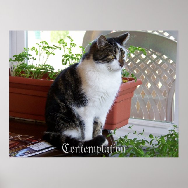 poster de Contemplação de Gatos (Frente)