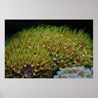 poster de coral de pólipo verde