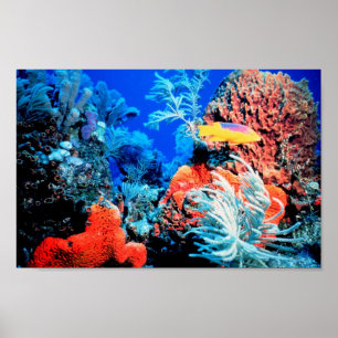 Poster de Coral Reef World
