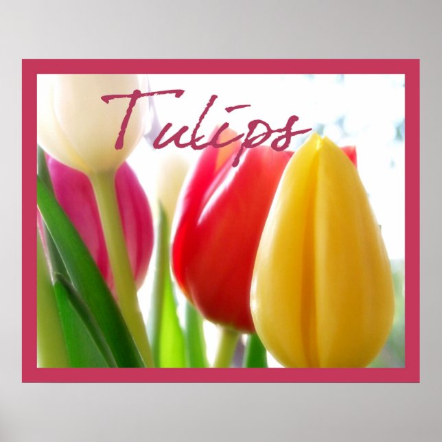 Poster de Cores de Tulipas (Frente)