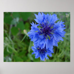 Poster de Cornflower Azul