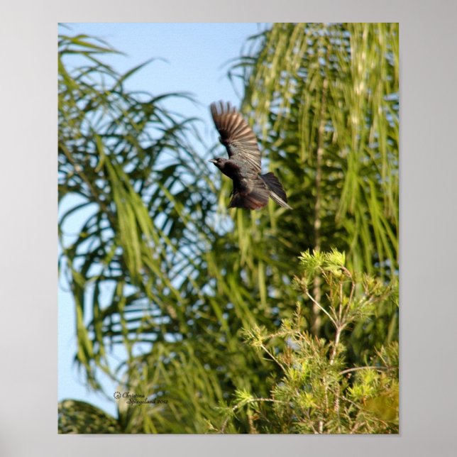 Poster de Corvo Voador (Frente)