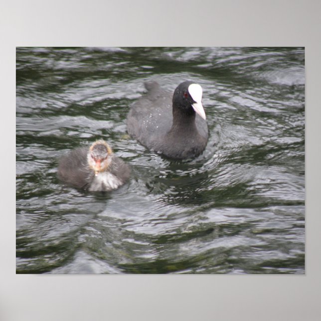 Poster de cota e Pintinho (Frente)