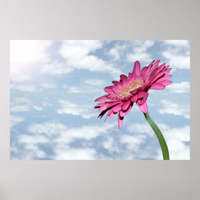 poster de crisântemo cor-de-rosa turvo (Frente)