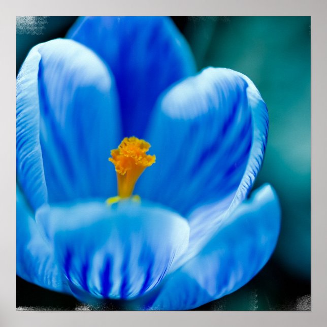 Poster de Crocus Azul (Frente)
